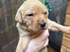 4 fox red labrador puppies