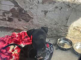 Cane corso x presa canario