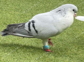 Pigeon