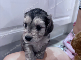 Cockapoo puppies