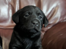 Black Labrador retriever KC REGISTERED