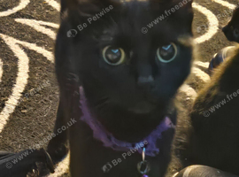Cat for sale