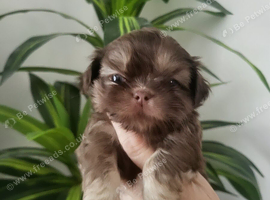 Special quality kc dobie Imperial shih tzu's