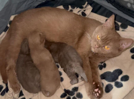 British shorthair