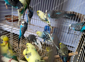 Selection of budgies