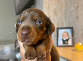 Female dachshund