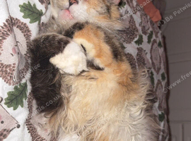 Our girl needs a new home