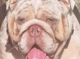 Lilac merle English bulldog for stud
