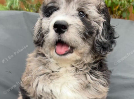 SaintBerdoodle, Chocolate Merle, Beautiful Rare F1 READY NOW!!