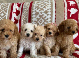 Beautiful maltipoo Puppies For Sale