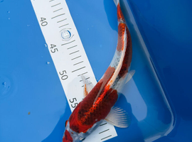 Koi carp 3-22 inch
