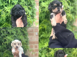 4 gorgeous males looking for a forever home