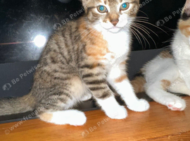 12 weeks old tabby with part ginger kitten (girl)