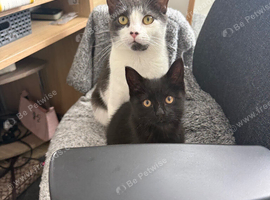 3 month old kitten