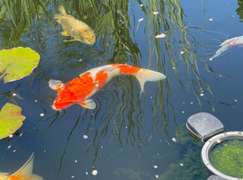 Complete Koi Pond Set-
