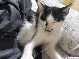 Tuxedo male