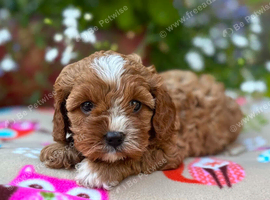 Quality True mini Cavapoo puppies in Eastleigh, Hampshire