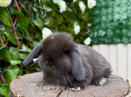One Male & One Female Mini Lop Babies to reserve now!