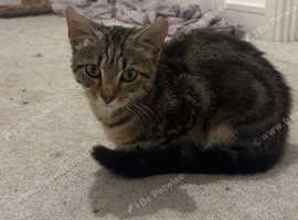 Shorthair tabby for sale