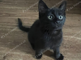 Kittens