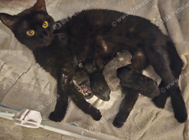 4 beautiful kittens for sale