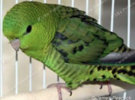 True dna sexed pair of linnies