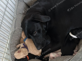 Goldador puppies with a dash of dalmation