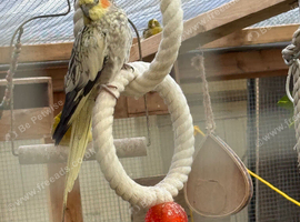Male cockateil