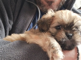9 beautiful Lhaso Apso puppies for sale 2 girls and 7 boys- ready to go now and KC registered