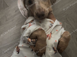 Dachshund for sale