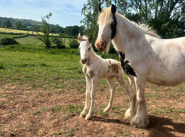 Mare & Foal