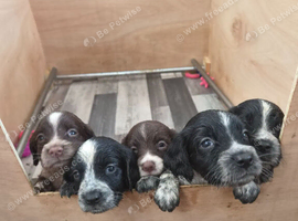 2 male 8week old sprocker pups ready to leave