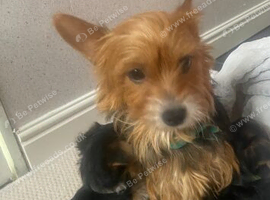Yorkshire terrier puppies for sale