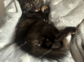 Ready now. Two beautiful mixed kittens available