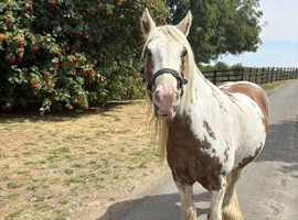 Tiggy , 5 yrs 14 h s cob