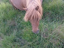 For sale miki Shetland