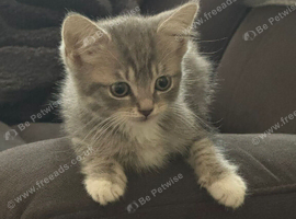 British shorthair x male