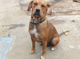 Boxer x Rottweiler female