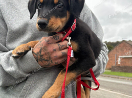 Huntaway cross kelpie