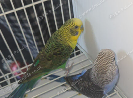 Black wing budgies