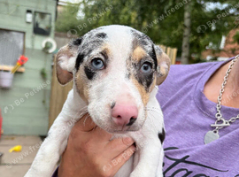 Jack Russel x Chihuahua puppys  x5 male