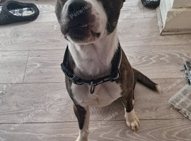 Staffychi