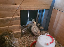 5 week quail chicks
