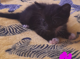 Five gorgeous kittens