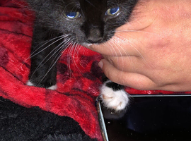 2 girl kittens