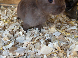 Rex baby bunnies