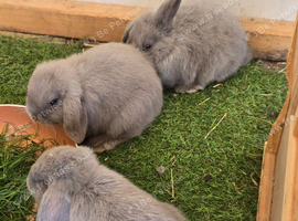 Lop bunnies