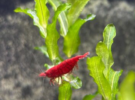 Shrimp