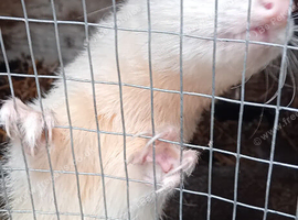 Albino hobs for sale