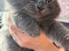 Beautiful female kitten